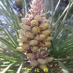 ĸ������